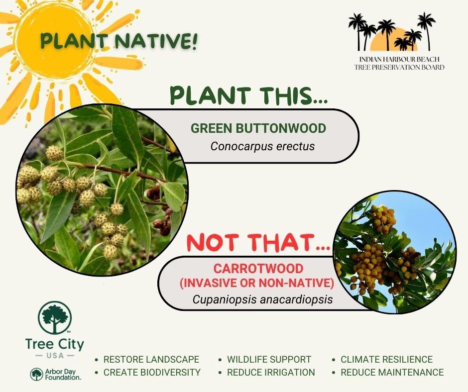 Plant This_Not That-Green Buttonwood revised